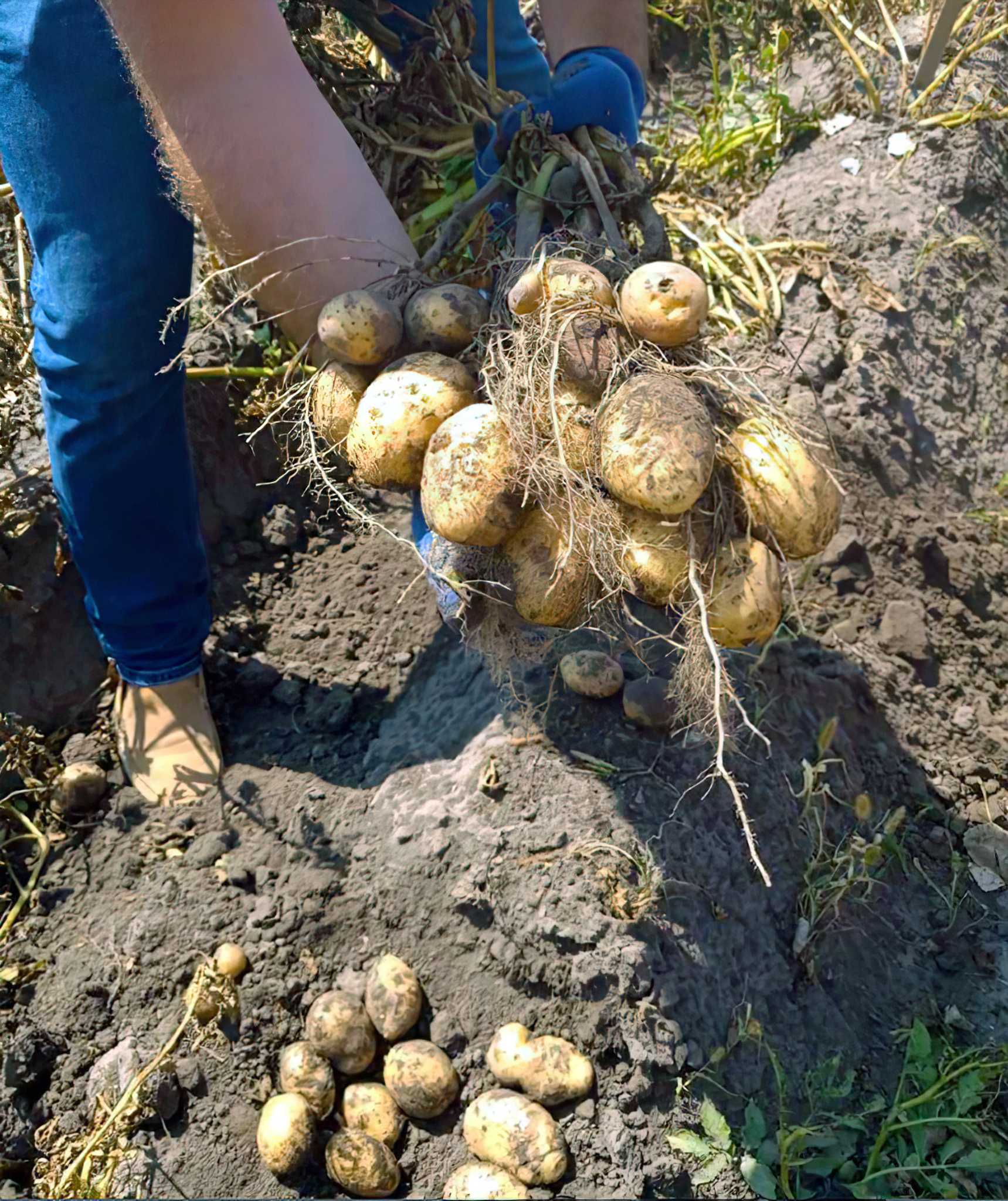 Harvesting