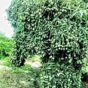 Our Mangoes Orchards